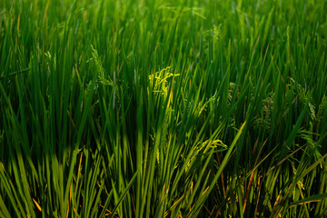 Rice grows abundantly in rice fields. Can be used as a background