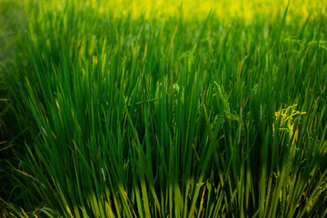 Rice grows abundantly in rice fields. Can be used as a background