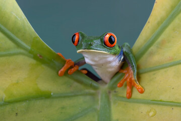 Red eyed tree frog hanging on a leaf