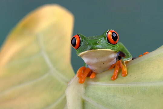 Red eyed tree frog hanging on a leaf