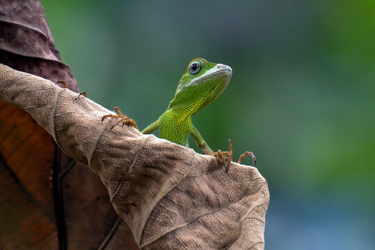 Bronchocela jubata, commonly known as the maned forest lizard