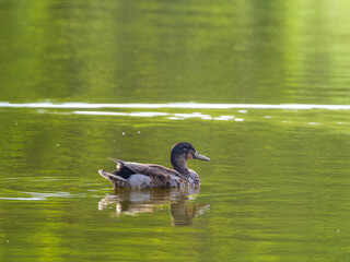 池を泳ぐマガモ