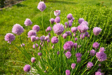 Obraz premium Schnittlauch, Allium Schoenoprasum, Blüten