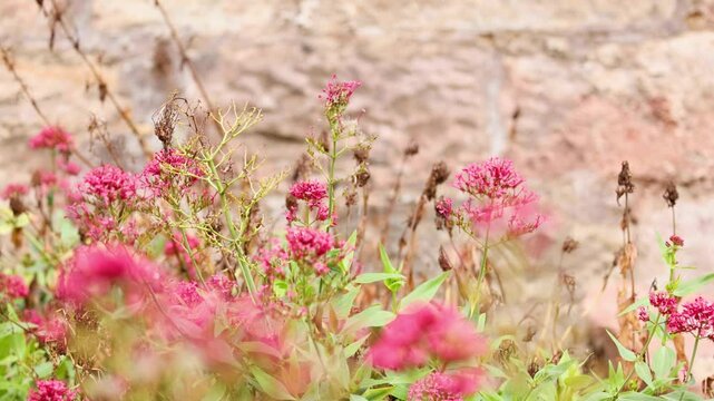 Butterfly on Centranthus Ruber Flowers