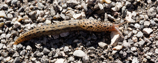Limax maximus | Limace léopard - Grande limace tigrée - Limace tachetée - Limace cendrée - Grande loche grise. Joli mollusque au corps allongé, beige, décoré de taches et rayures noires