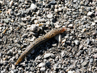 Limax maximus | Limace léopard ou grande limace tigrée, mollusque au corps brun clair, moucheté...