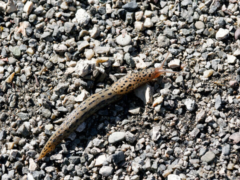 Limax maximus | Limace l&eacute;opard ou grande limace tigr&eacute;e, mollusque au corps brun clair, mouchet&eacute; de t&acirc;ches noires avec apparente coquille sur bouclier dorsal