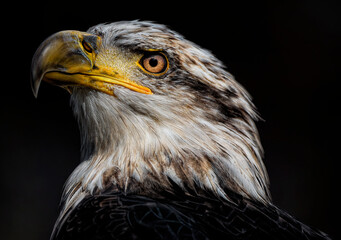 A close up of a Bald Eagle