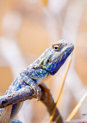 The blue agama sits in ambush on sand and branches and hunts for insects. Beautiful blue lizard...