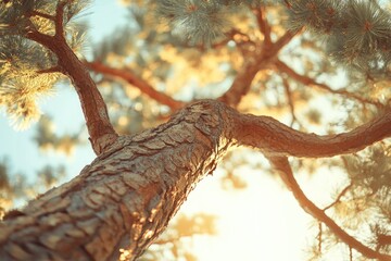 Tree Silhouette Against Sky