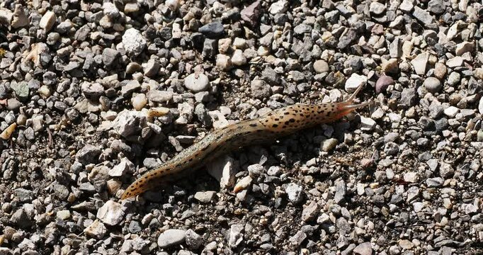 (Limax maximus) Limace l&eacute;opard ou grande loche grise, grand mollusque europ&eacute;en &agrave; motif tachet&eacute; se mouvant rapidement &agrave; l'aide de son sole p&eacute;dieuse sur un sol caillouteux 

