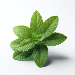 Fresh herbal leaf mint green herbs ingredient cold, foliage, for mojito drink, isolated on white background.