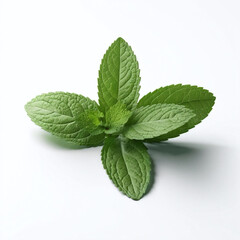 Fresh herbal leaf mint green herbs ingredient cold, foliage, for mojito drink, isolated on white background.