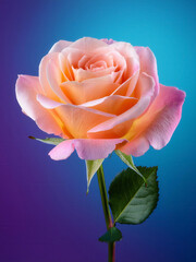 pink rose