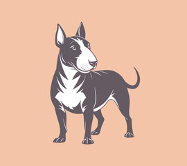 English Bull Terrier dog. Animal portrait