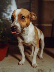 Portrait of Jack Russell sticking out his tongue