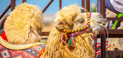 Bactrian camel on the background of historical places in Central Asia. A beautiful, elegant and...
