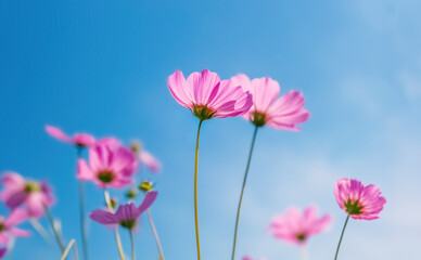 cosmos flowers in the field against bright blue sky ,selective focus © prapann