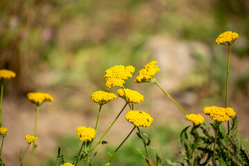 Fototapeta premium Yarrow medicinal plant. Yellow yarrow in bloom. Yarrow flowers, bush close-up.