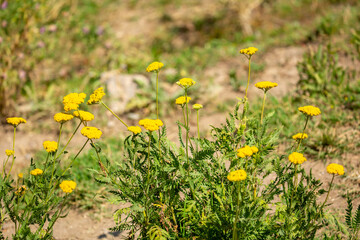 Yarrow medicinal plant. Yellow yarrow in bloom. Yarrow flowers, bush close-up.
