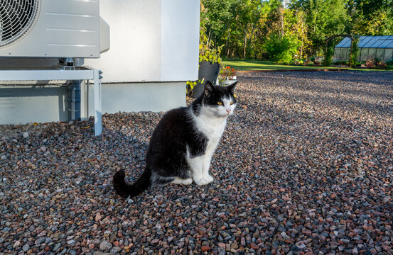 Cat sitting infront of house and air source heat pump