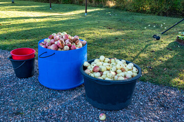 fallen apples collected in containers in autumn garden