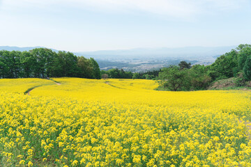 Obraz premium 三ノ倉高原の菜の花畑
