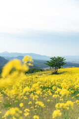 三ノ倉高原の菜の花畑と一本の木
