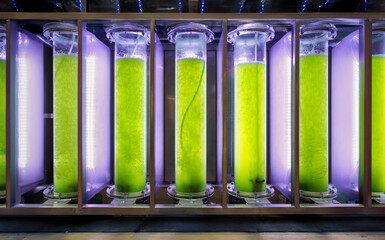 Algae fuel biofuel industry lab researching for alternative to fossil algae fuel or algal biofuel.