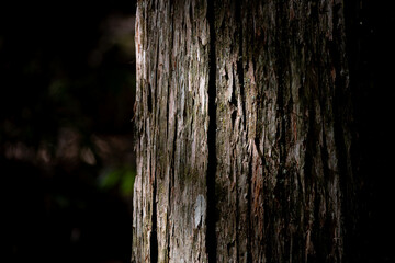 森の中の杉の木