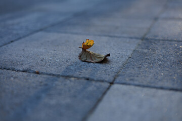 A single, curled leaf rests on a paved walkway, highlighted by soft early morning sunlight that emphasizes its delicate details.