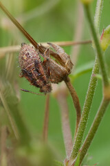 Closeup on a nymph of the European red scentless bug, Rhopalus subrufus in the garden