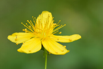 Closeup on a yellow St Johns wort wildflower, Hypericum perforatum