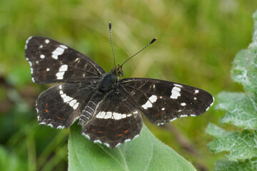 Closeup on the European Map butterfly, Araschnia levana sitting on a green leaf