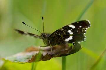 Low angloe closeup on the European Map butterfly, Araschnia levana sitting on a green leaf