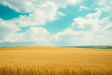 Golden Wheat Field Under Blue Sky