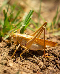 Locust close-up on plants. Locust invasion of agricultural fields. Exotic food of Asia.