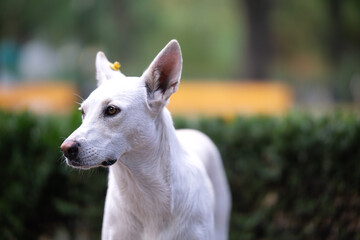 Chipped white stray dog close-up.