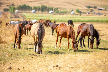 Obraz premium A herd of horses graze in the meadow in summer, eat grass, walk and frolic. Pregnant horses and foals, livestock breeding concept.