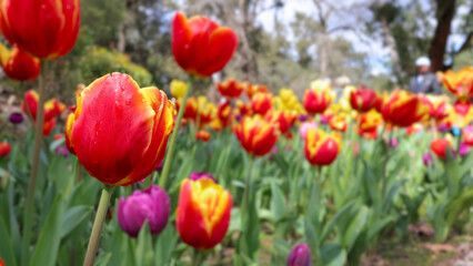 Dew covered orange red tulip, in flowerbed of thousands of blurred flowers. Differential, selective focus.