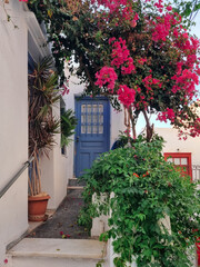 Traditional Greek white houses with pink flowers(Bougainvillea) and flowers, Parikia, Paros island, Greece