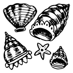 Set seashell hand drawn doodle. Sea mollusk shell. Crayfish shell. Coral reef. Diving in water. Vector sketch line art illustration.