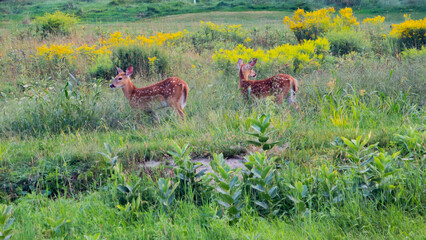 White-tailed deer in the Canadian Country side in the province of Quebec