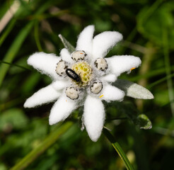 Edelweiss