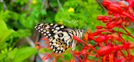 Butterfly and flowers