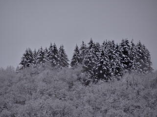 Forêt enneigé - Aubrac - Aveyron - France 