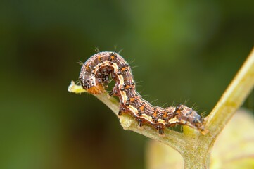 caterpillar on leaf