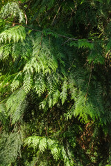 Western red cedar (Thuja plicata)
