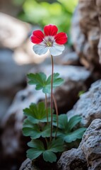 A big beautiful red, white Geranium blooms from the rock crevice on the mountaintop, with a long stem, green leaves, and a green forest background.