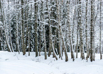 trees and tree branches covered with thick snow